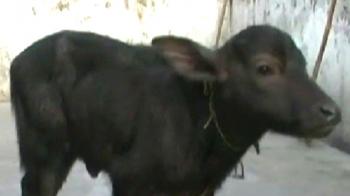 India's 'Dolly' is a buffalo