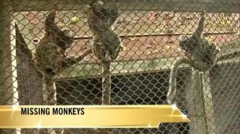 Hunt on for stolen monkeys in Kolkata