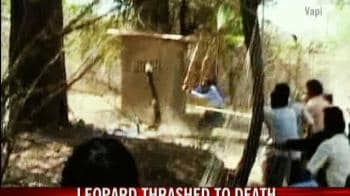 Video : Leopard thrashed to death