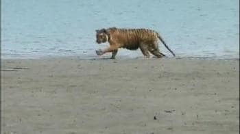 Radio collar for Sunderbans tigress