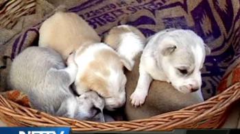 Where a dog stays safe...