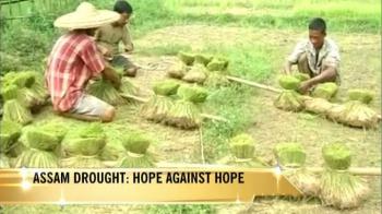 Assam's rice farmers are desperate