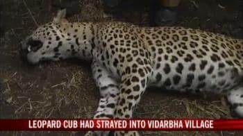 Video : Leopard cub stoned to death in Vidarbha