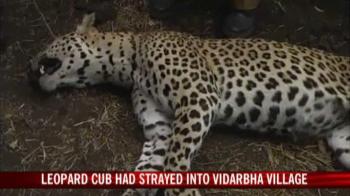 Leopard cub stoned to death in Vidarbha