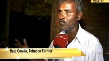 Video : Reaping tobacco's benefits