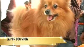 Jaipur dog show