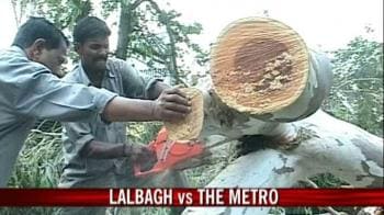Video : It's tree lovers vs Bangalore Metro authorities