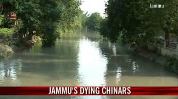 The dying chinars of Jammu