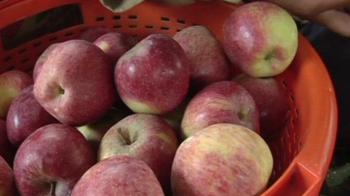 Himachal's apples hit by global warming