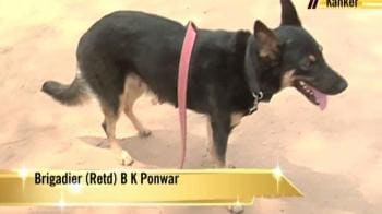 Video : Strays turn sniffer dogs