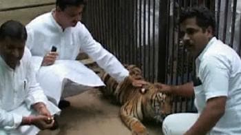 Video : VIP breaks rules, enters tiger's cage