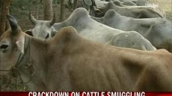 Video : NDTV impact: Crackdown on cattle smuggling