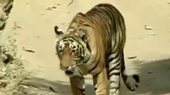 Video : Ranthambore tigers face China threat