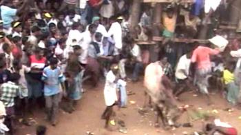 Tamil Nadu: Will the bull be spared this year?