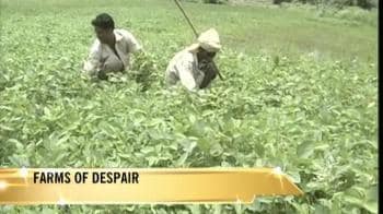 Video : Toor dal, soybean, paddy destroyed