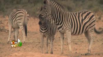 Video : Across the heart of wild Africa