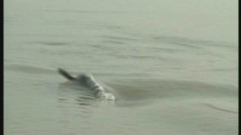 Dolphin now a National Animal for India