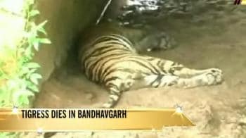 Video : Tigress killed, 3 cubs missing