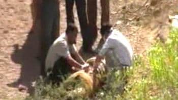 Video : 2 tiger cubs found dead in Ranthambore