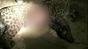 20 bullets to kill a leopard