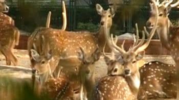 Video : 11 cheetals die in Jaipur zoo due to cold