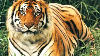How safe is the tiger in Kaziranga?