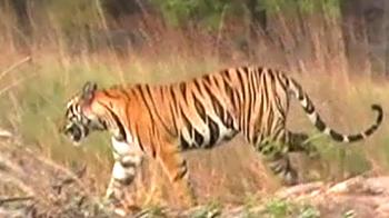 The Big Panna cover-up