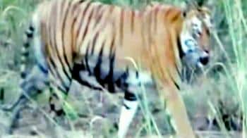 Video : Alarm call for Tiger Reserve
