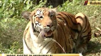 Video : More tigers in Mudumalai