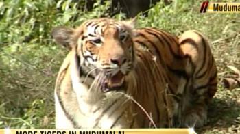 More tigers in Mudumalai