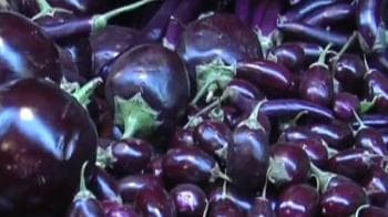 Video : Will Bt Brinjal make it to your plate?