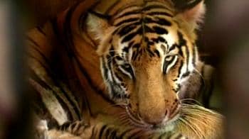 Video : Save the tiger campaign: Away from the forest home