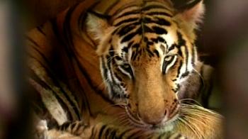 Save the tiger campaign: Away from the forest home