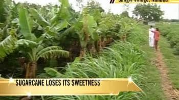 Video : Why cane crops have failed