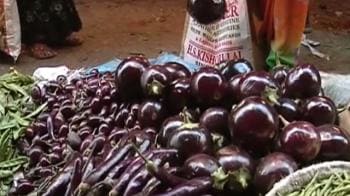 Video : Bt brinjal clears first hurdle