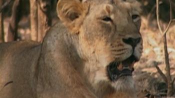 No space for Gujarat's 'pride'