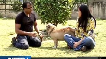 Dogs are man's best friends