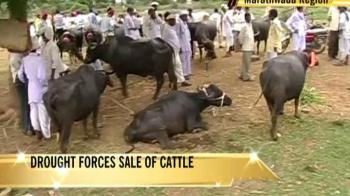Drought forces farmers to sell cattle