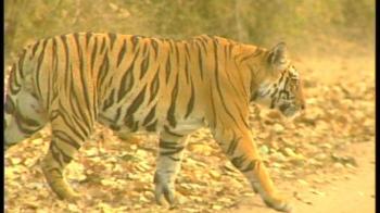 Video : Where is Corbett's tiger protection force?