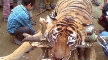 Video : Tiger killed, eaten by villagers