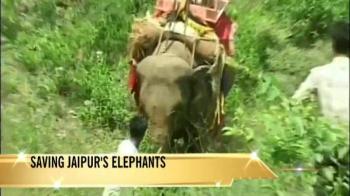 People's protest to save Jaipur jumbos