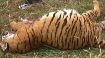 Video : Fifth tiger found dead in Corbett this month