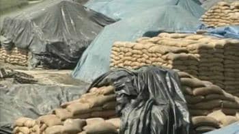 Video : Punjab: Surplus rotting grain, a ghastly contrast