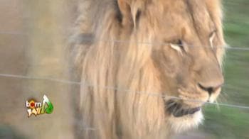 Video : All is not well with African lions