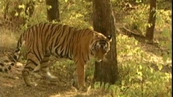 Video : Prime Minister steps in to save the tiger