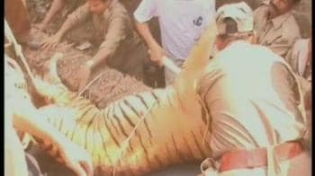 Video : Tigers loose, visitors panic in Guwahati zoo