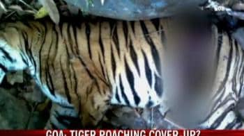 Video : Tiger poaching cover-up?