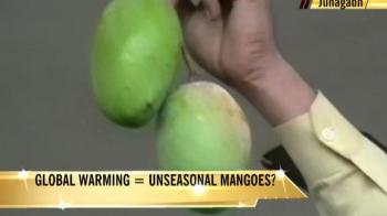 Gujarat: Mangoes make unseasonal appearance