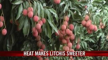 Bumper Litchi crop