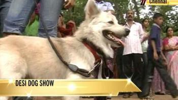 Desi dog show